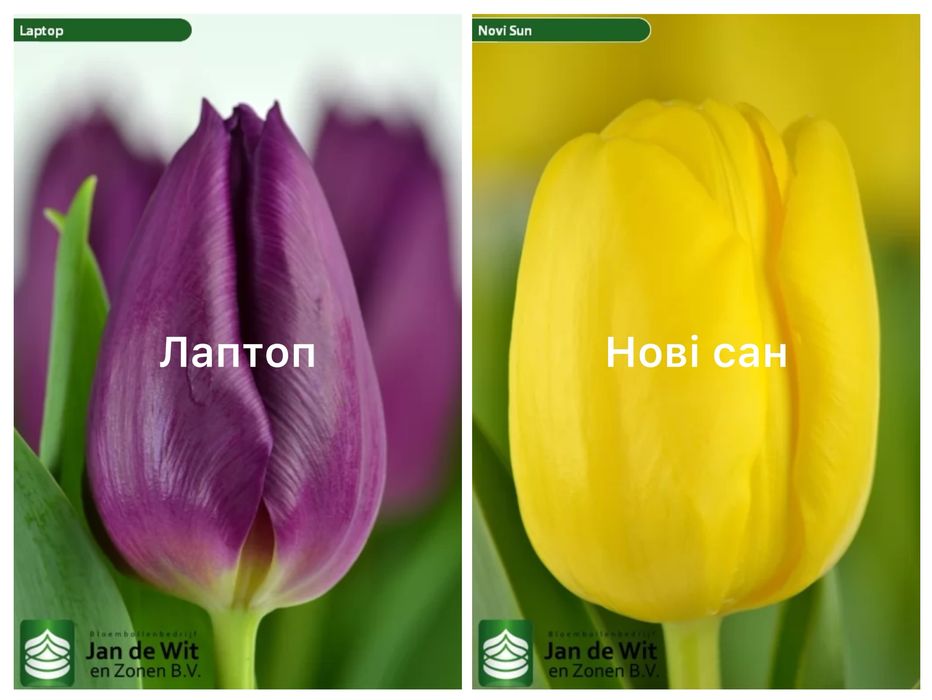 Цибулини голандських тюльпанів