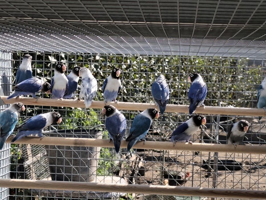 Agapornis Persunatus 2025