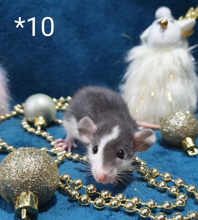 Szczurki szczurek szczury szczur