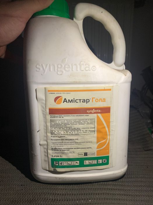 Ампліго і амістар