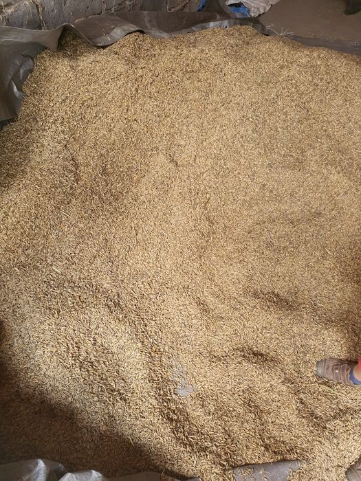 Sprzedam owies rok 2025.  Jęczmień ozimy po kwalifikacie 6 rzędowy