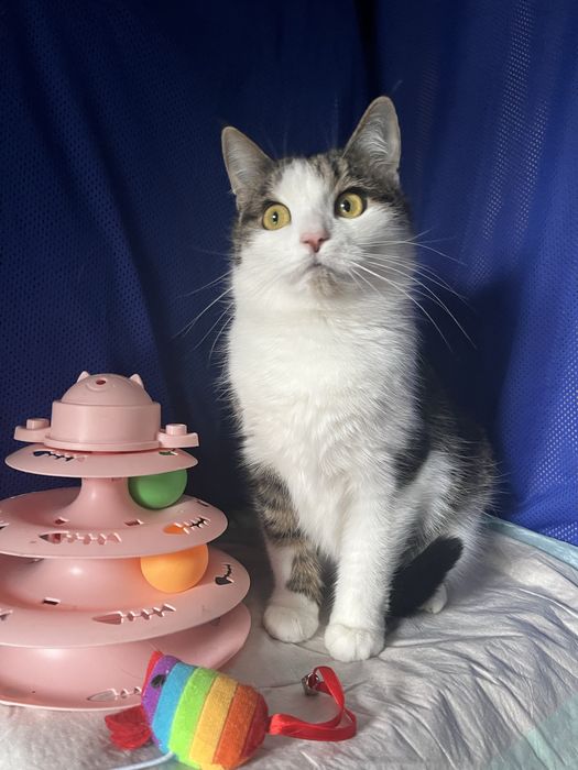 Кошечка Мася , Масяня