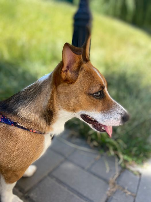Терміново віддам песика в добрі руки