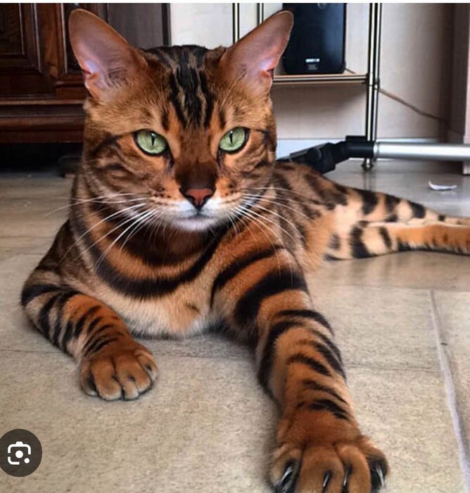 Бенгалята Валентинчики