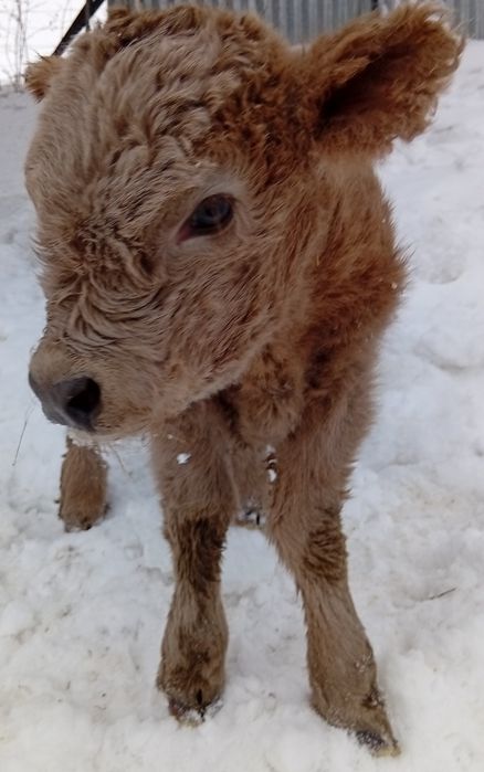 Bydło, krowy, byki, jałówki, mięsne szkockie Highland stado 12szt.