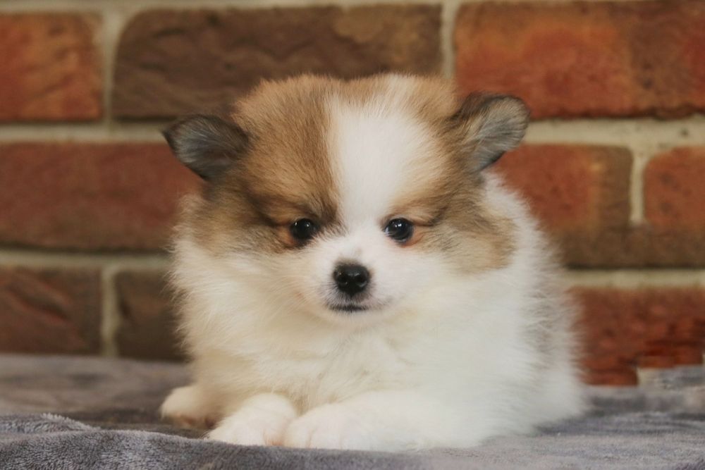 Przepiękny piesek pomeranian