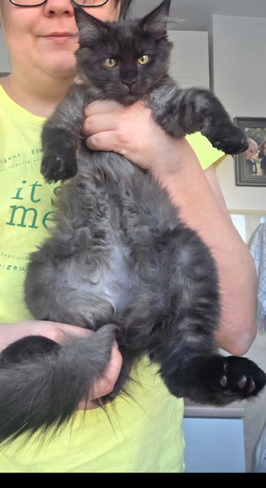 MaineCoonRodowódFPL