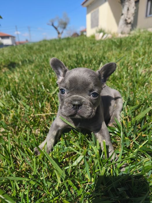 Bulldog  francês blue