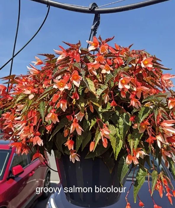 Укоренённые черенки ампельной бегонии