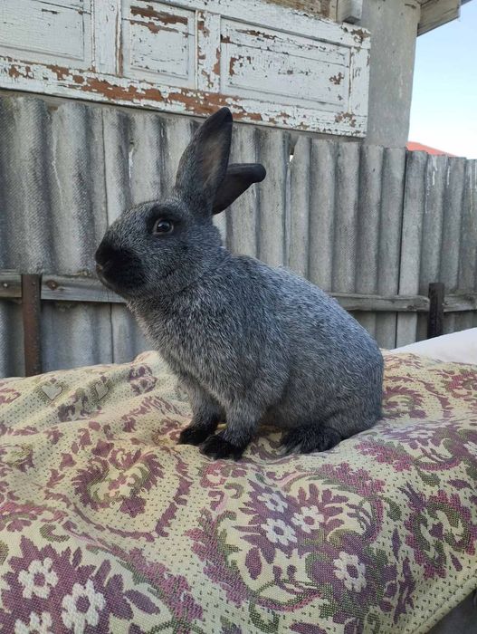 Кролі полтавське срібло