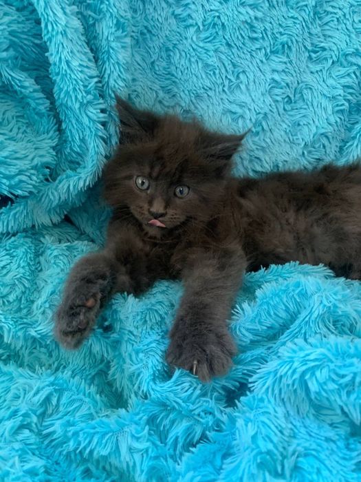 Класнючий хлопчик мейн кун