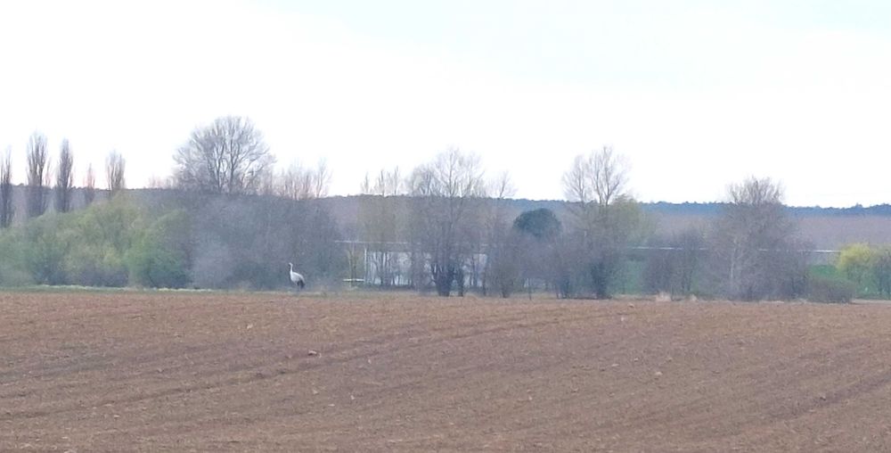 Działka budowlana 1500 m² - Widok 3