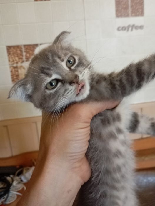 Продам веслоухого котенка