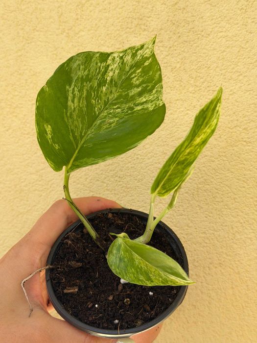 Planta Pothos Marble Queen