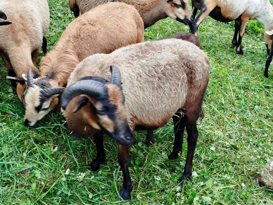 Baran tryk sprzedam 2 sztuki .