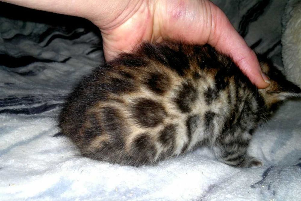 Чудовий бенгальський хлопчик чистої бенгальської крові BENn24