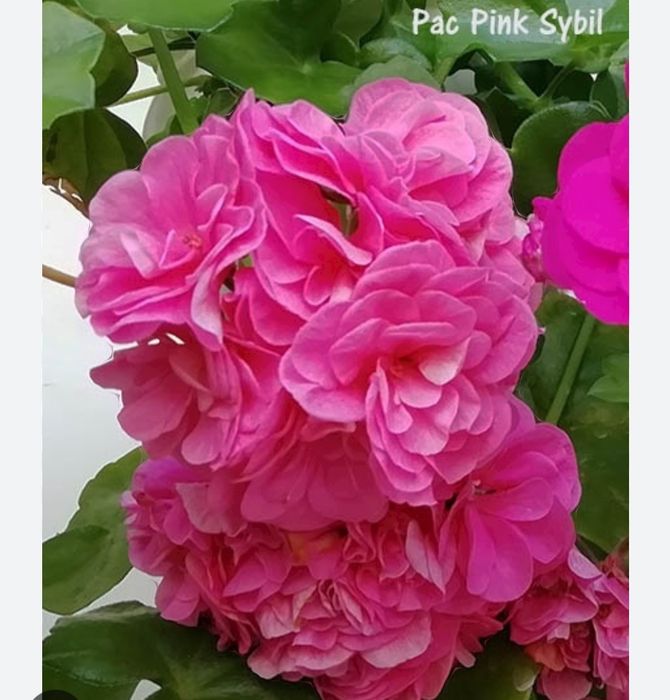 Пеларгонія плющелистні (12 сортів)