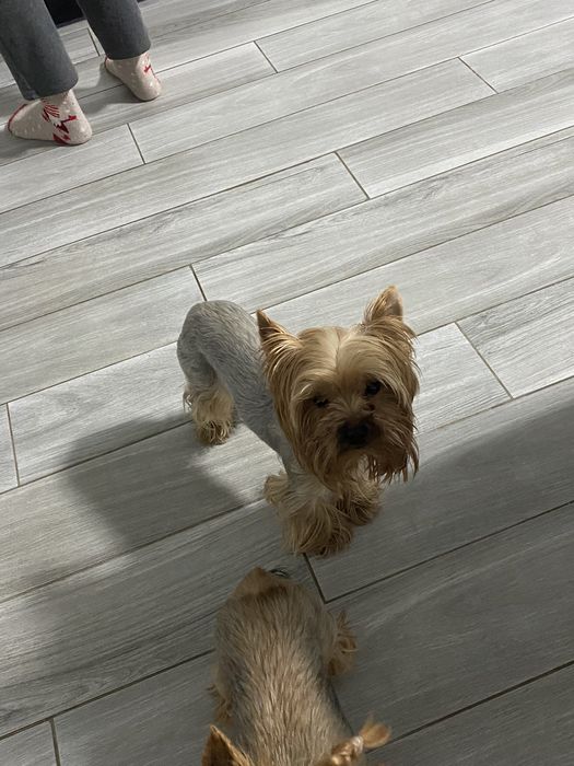 Йорк в’язка