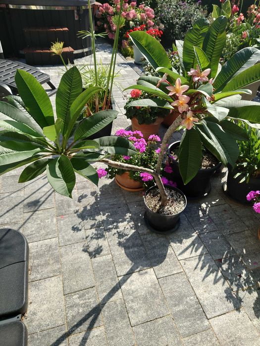 Plumeria hawajski kwiat