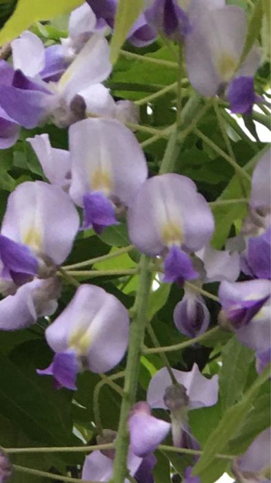 Wisteria kwitnaca