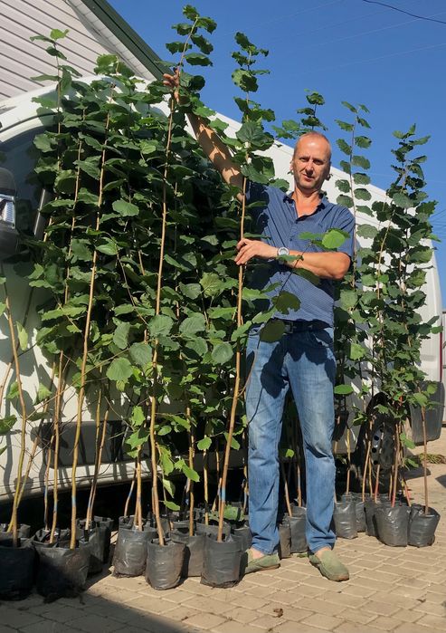 Фундук. Саджанці у контейнерах, Червонолистий Сирена.