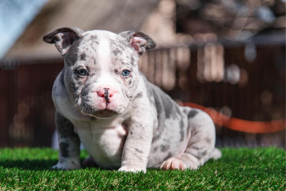 Породний хлопець Буллі Мерле ! Тільки в SAPPHIRE KINGDOM !