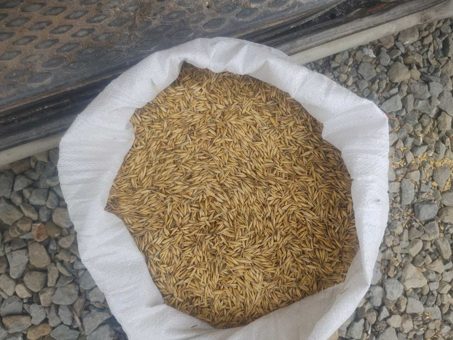 Pszenica owies jeczmien kukurydza slonecznik