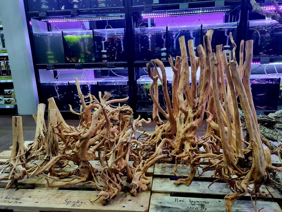 Korzenie spider, pień bagienny, szybko tonące duże i małe red driftwoo