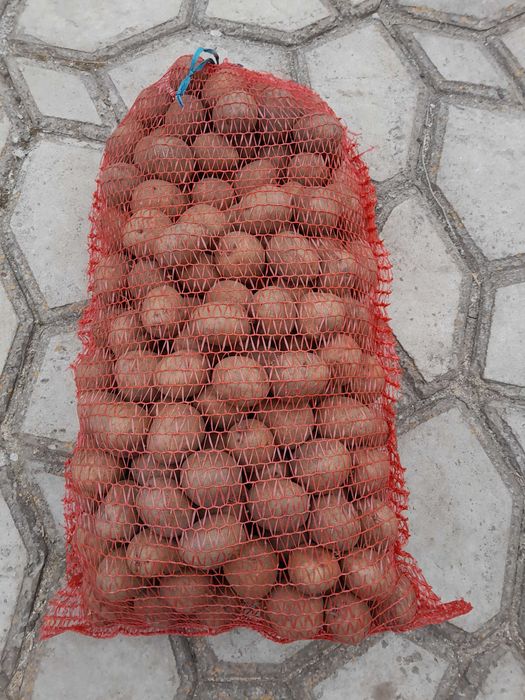 Картопля посадкова