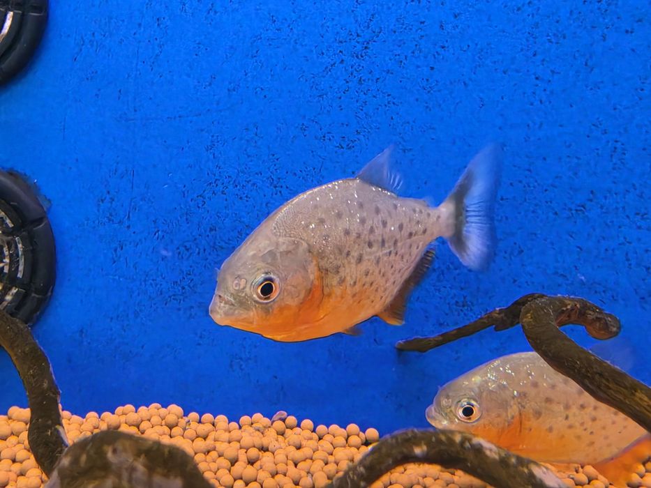 Piranha Vermelha