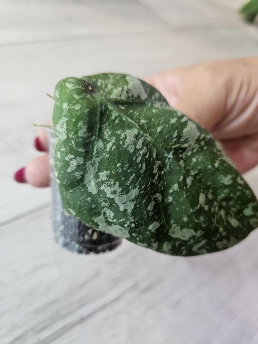 Hoya cinnamonifolia × imbricata