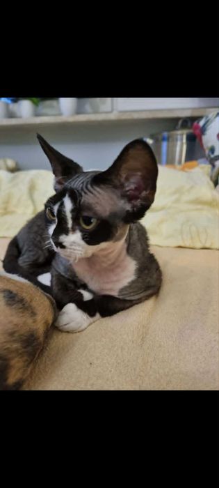 Kocięta koty Devon Rex