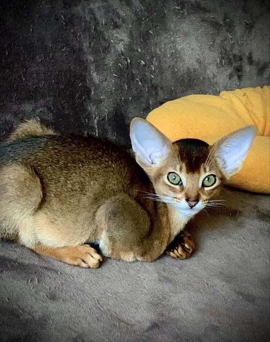 Абиссинский котик