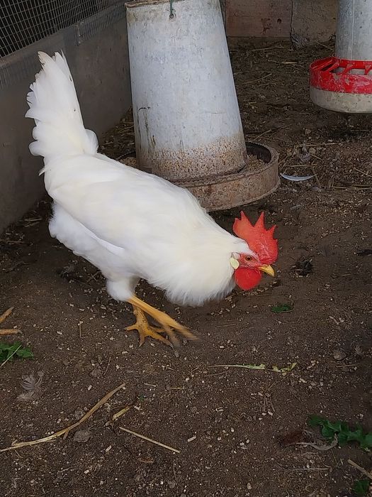 Ovos galados de galinhas Leghorn white