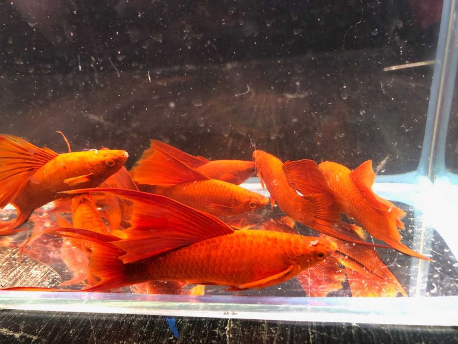 Mieczyk czerwony duże