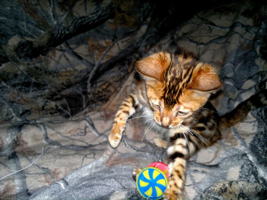 Яскраві бенгальські кошенятка з документами