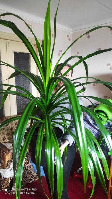 Древовидное растение панданус (Pandanus)