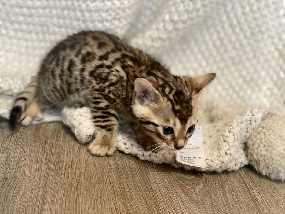 Найкрасивіші бенгали