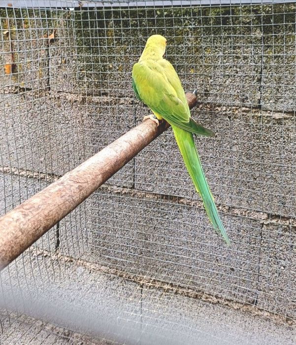 Fêmeas ring neck para criação