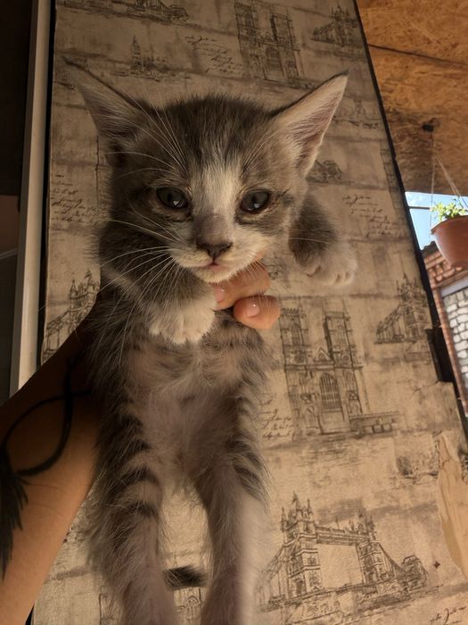 Отдам котят в хорошие руки
