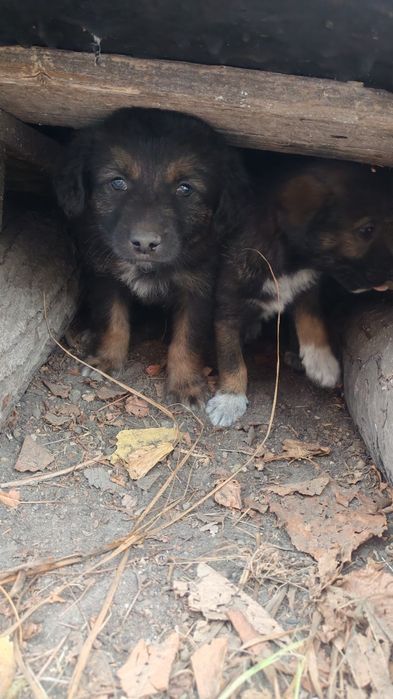 Подарю щенков, есть выбор