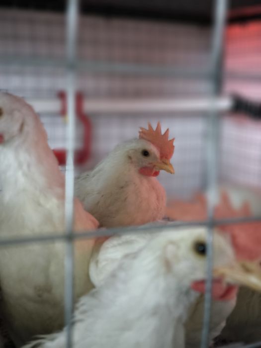 Молоді півні породи Легорн