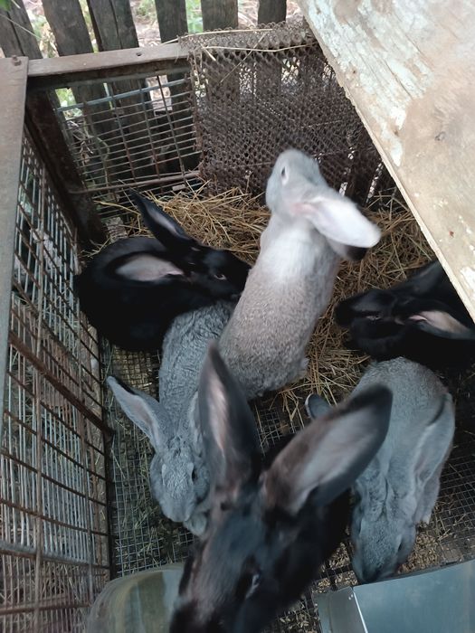 Продам кролей 6 месяцев