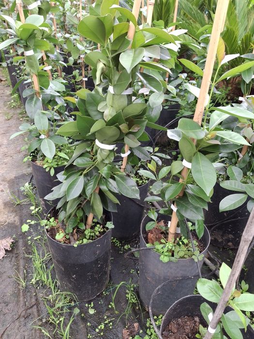 Plantas de Araçã (Vermelho, Roxo e Amarelo) - 70cm