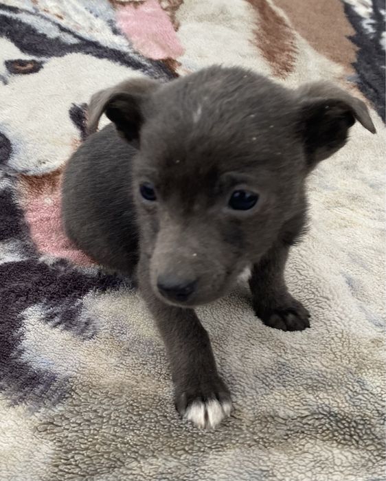 Oddam pieski w dobre rece