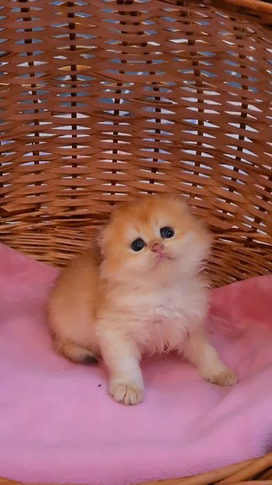 Сладкая булочка золотая шиншилла