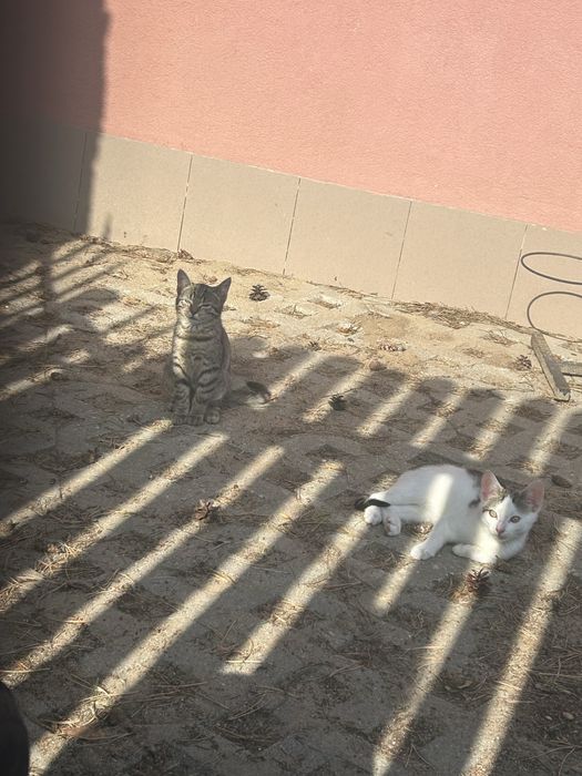 Kotki do adopcji za darmo