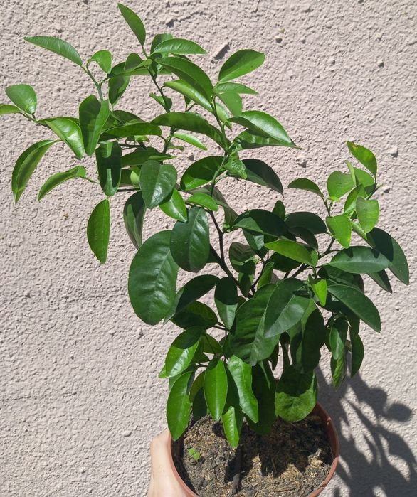 Кімнатне лимонне дерево