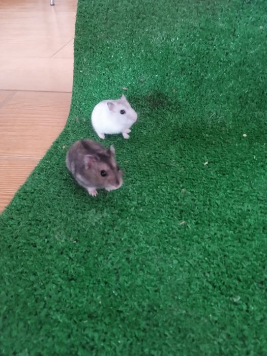 Hamsters anão russo