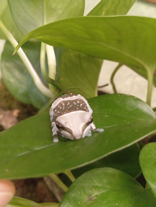 Rzekotka żabia Trachycephalus resinifictrix